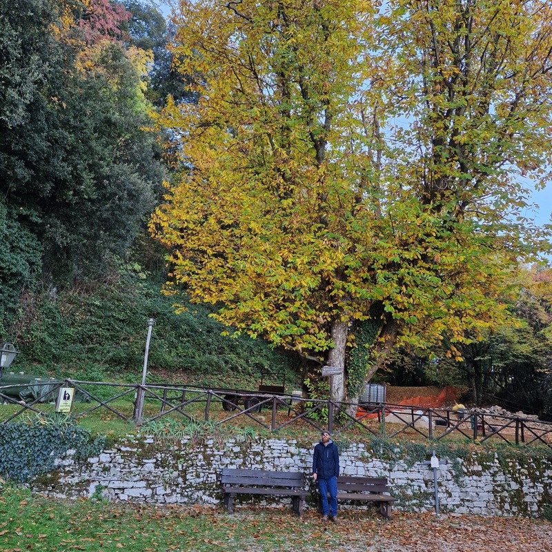 Arbol de San Franscisco Nacido por una bara plantada por el - Sacro Speco